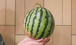 免费吃全网瓜
