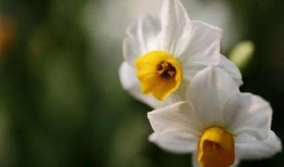 抖音爆料娱乐圈水仙花,揭秘明星自恋背后的真相